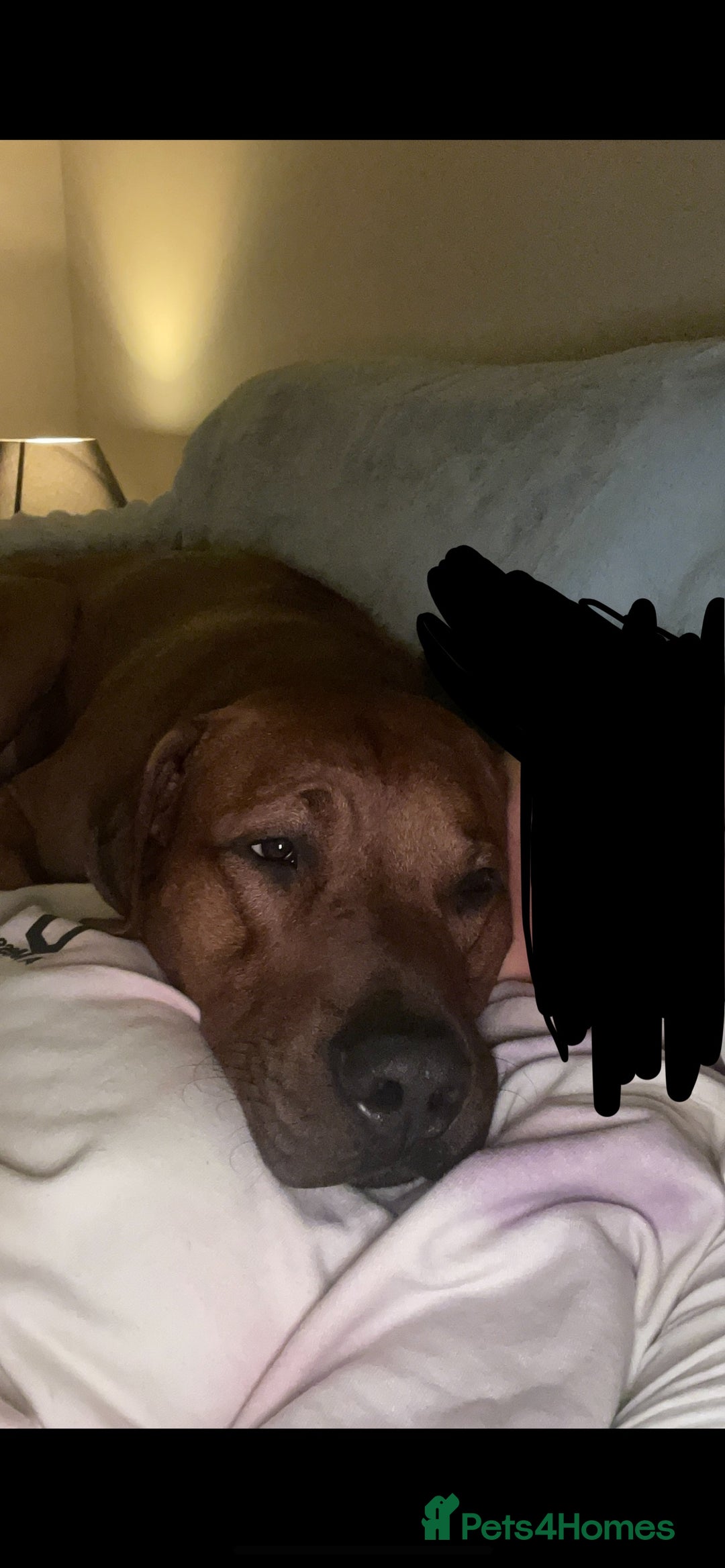 Rhodesian Ridgeback dogs for stud: Stud Rhodesian Ridgeback Stanley.  - Image 5