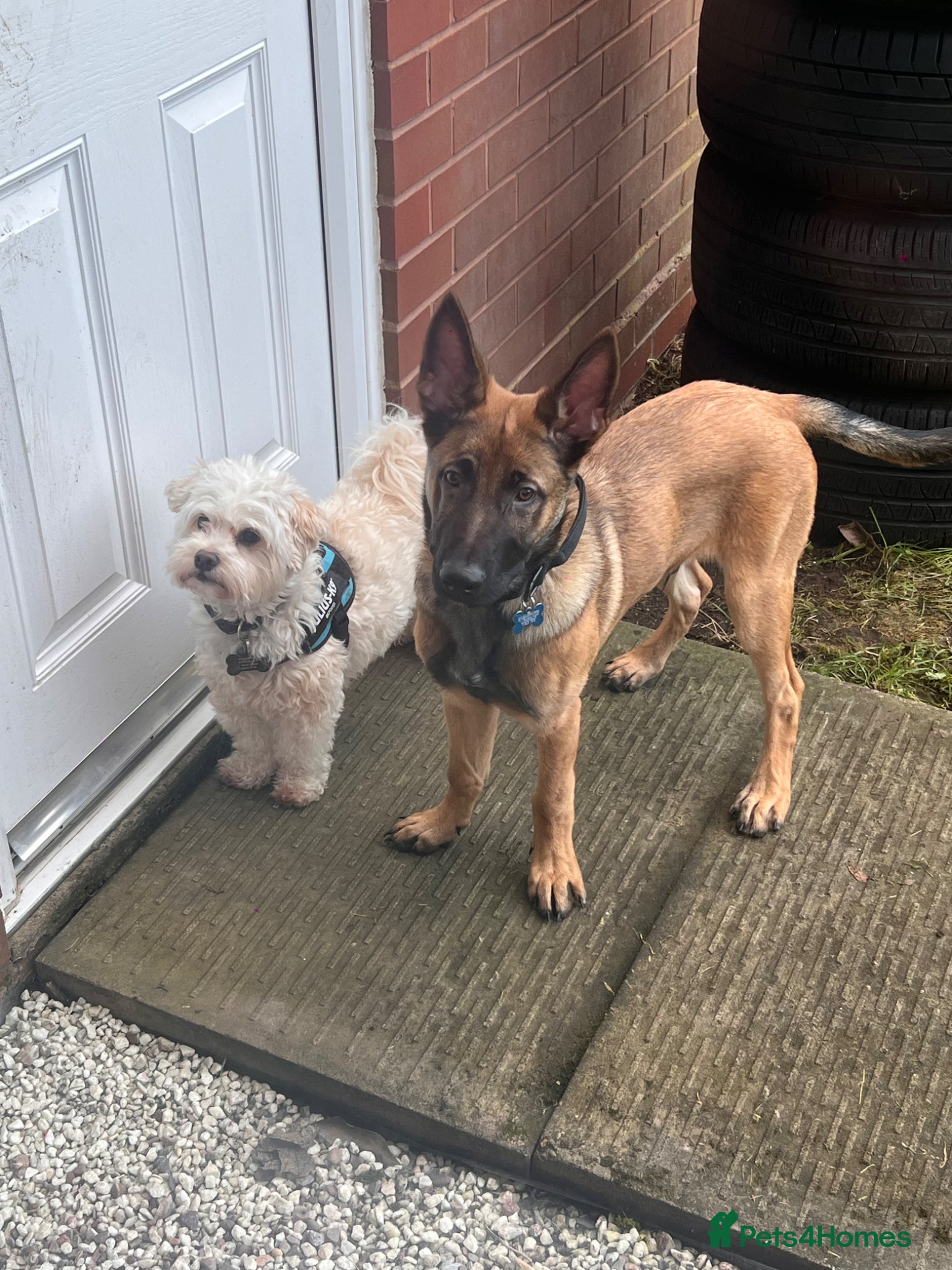 Belgian Shepherd Dog dogs Belgium Malinois 6 month old  - Advert 5