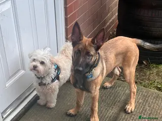 Belgian Shepherd Dog dogs Belgium Malinois 6 month old - Advert 12