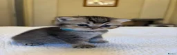 British Shorthair cats for sale: Pedigree British Shorthair  - Advert 10