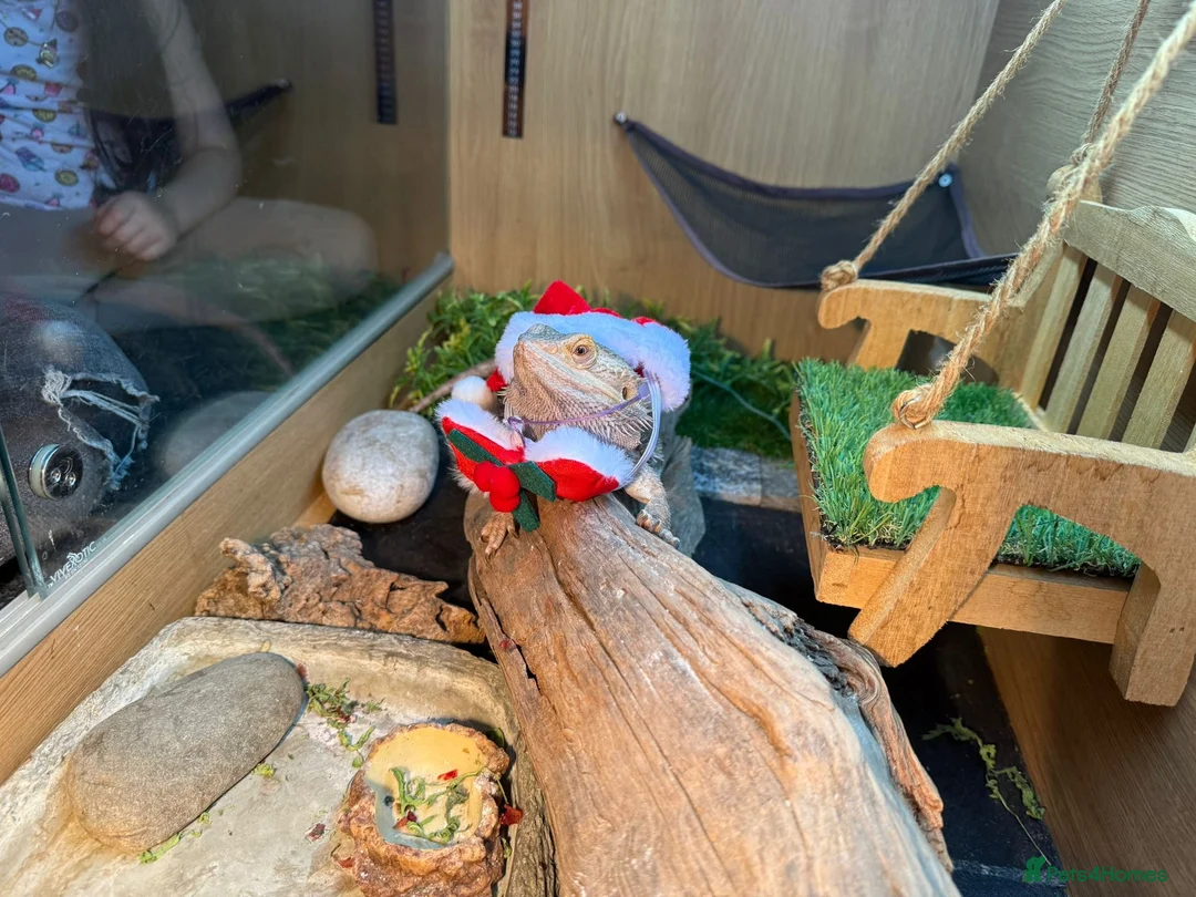 Bearded Dragon reptiles for sale: Bearded dragon  - Advert 7