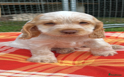Cocker Spaniel dogs for sale: Stunning show cocker spaniels  - Image 2