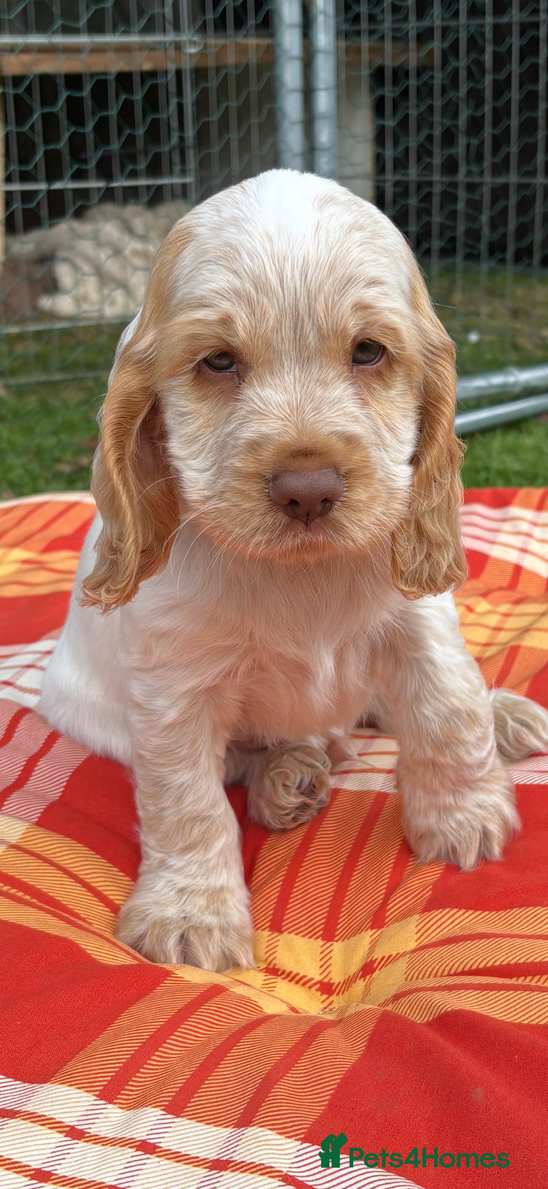 Cocker Spaniel dogs for sale: Stunning show cocker spaniels  - Image 2