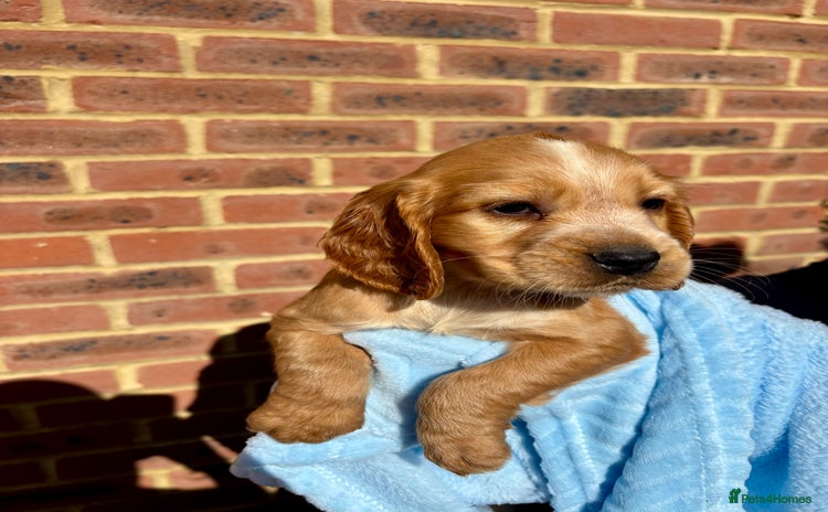 Cocker Spaniel dogs - Advert 7