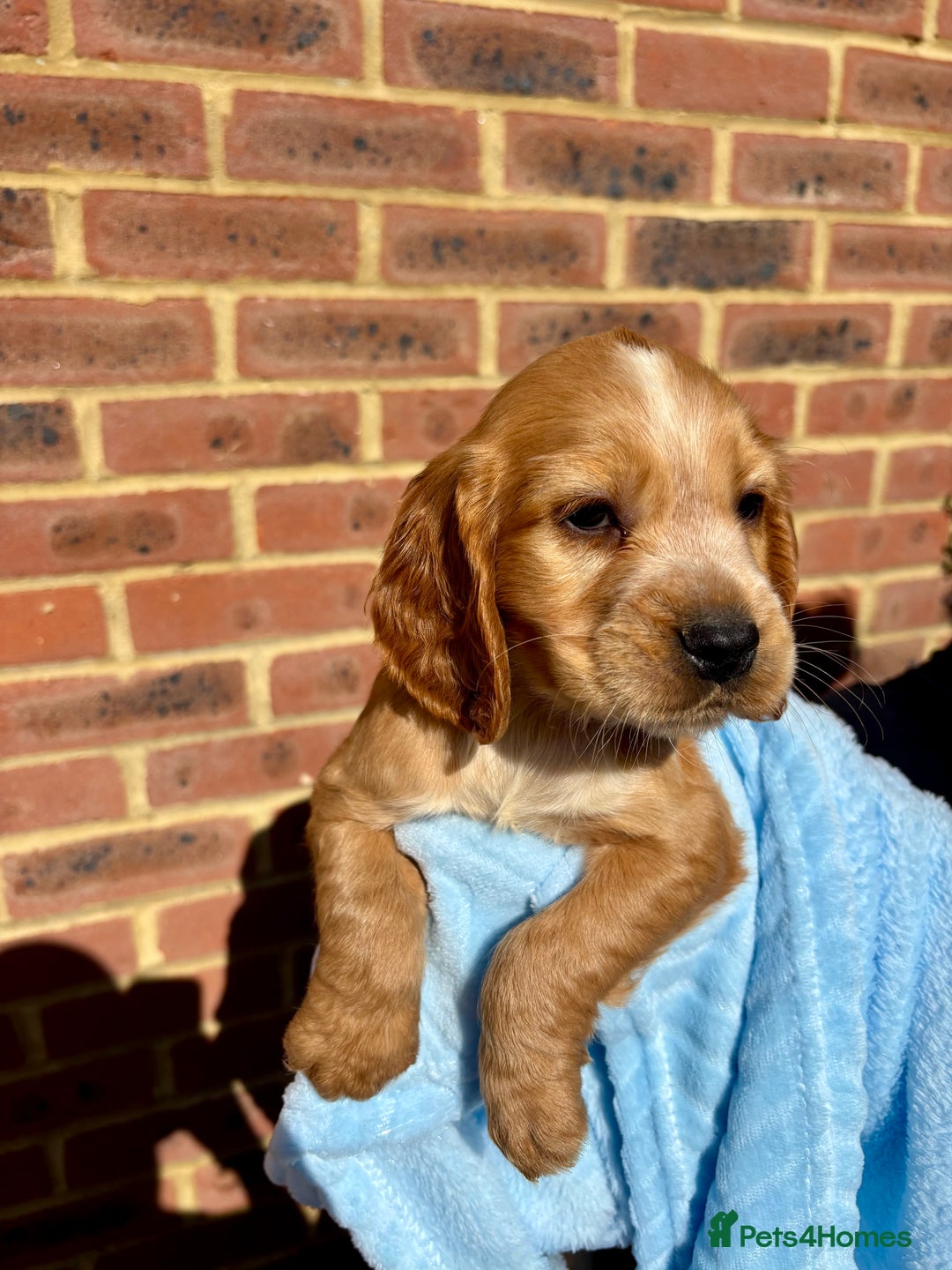 Cocker Spaniel dogs for sale: 🩷Rosie’s Stunning Puppies 🩷 - Image 1