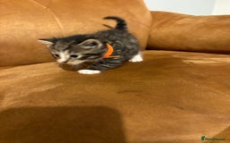 Siberian cats for sale: Half Siberian kittens - Image 7