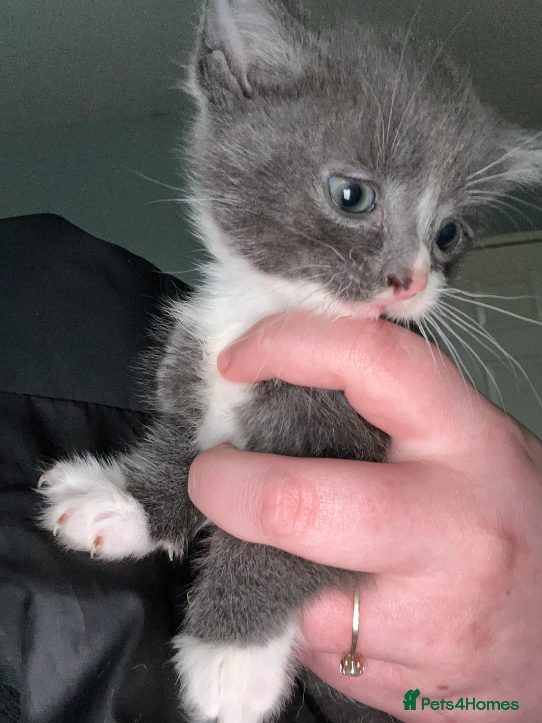 Mixed Breed cats for sale: Litter of kittens for sale  - Advert 5