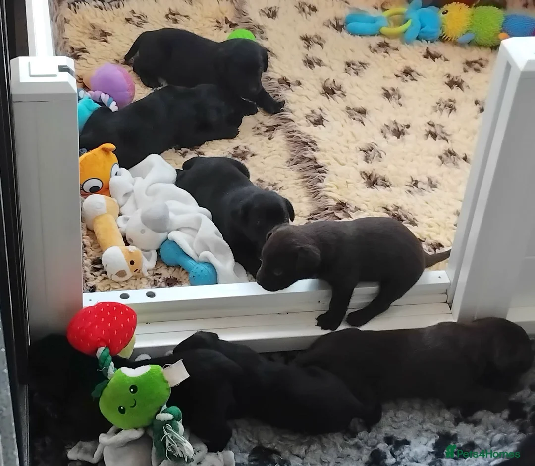 Labrador Retriever dogs for sale: Quality Labrador pups. Health tested parents - Advert 5