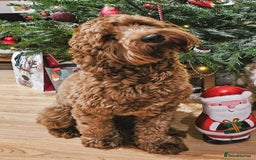 Cavapoo dogs for sale: Adorable F1B Cavapoo girl - teddy bear for sale  - Image 11