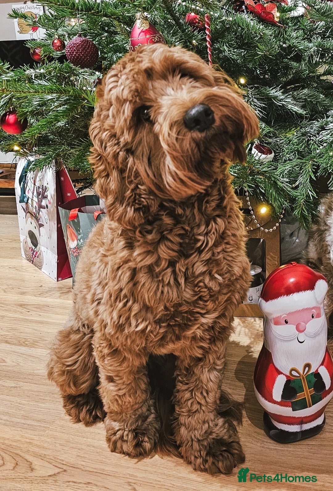 Cavapoo dogs for sale: Adorable F1B Cavapoo girl - teddy bear for sale  - Image 11