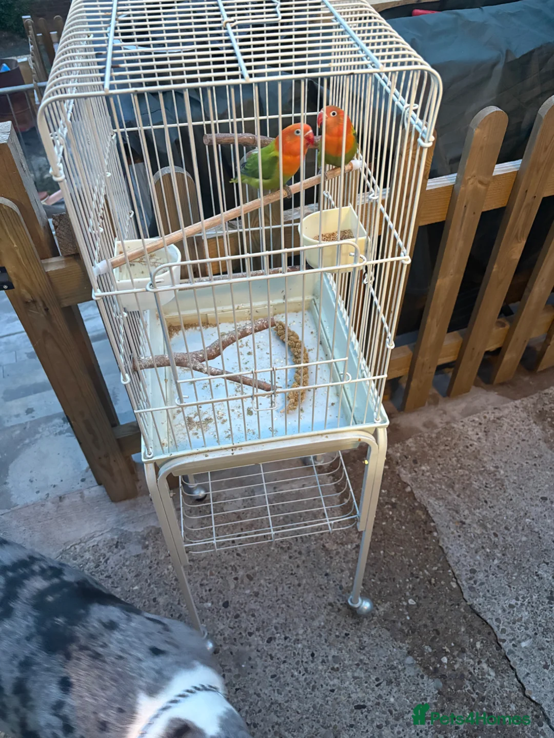 Mixed Breed birds for sale: Birds for sale  - Advert 7