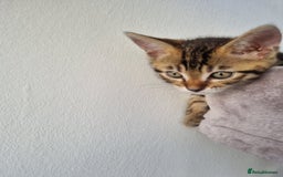 Bengal cats for sale: Last Glitter Brown Bengal - Image 6