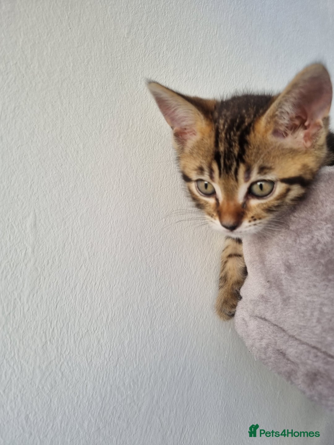 Bengal cats for sale: Last Glitter Brown Bengal - Image 6