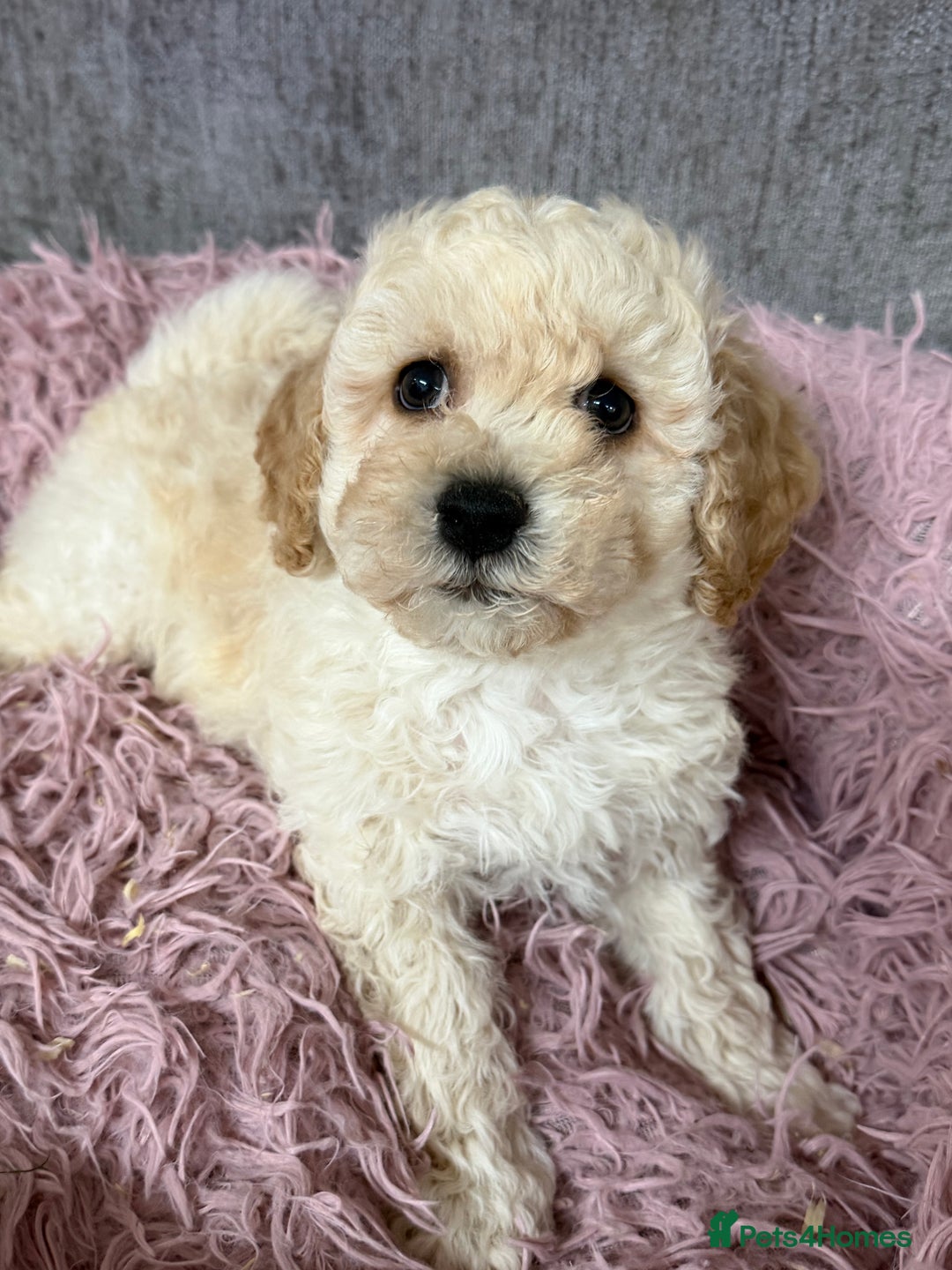 Poochon dogs for sale: Reduced Poochon Puppy   - Advert 4