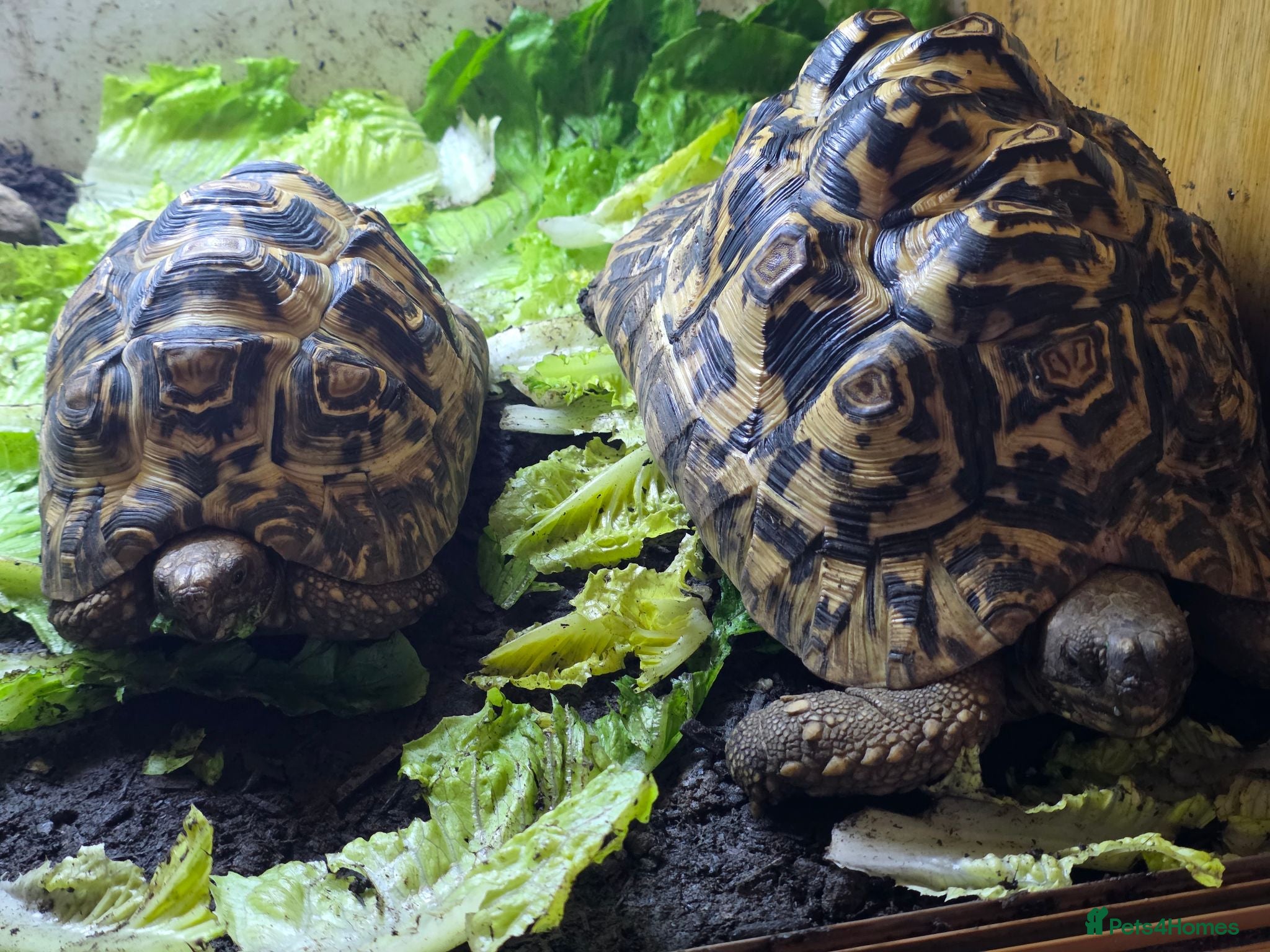 Tortoise reptiles 2x leapord tortoises  - Advert 4