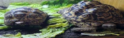 Tortoise reptiles for sale: 2x leapord tortoises  - Advert 1