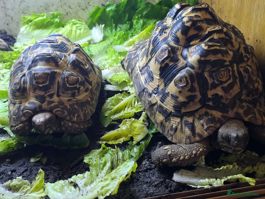Tortoise reptiles for sale: 2x leapord tortoises  - Advert 1