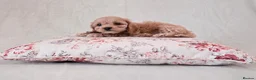 Cockapoo dogs for sale: Toy Teddy Bear Cockapoo Puppies - Advert 12