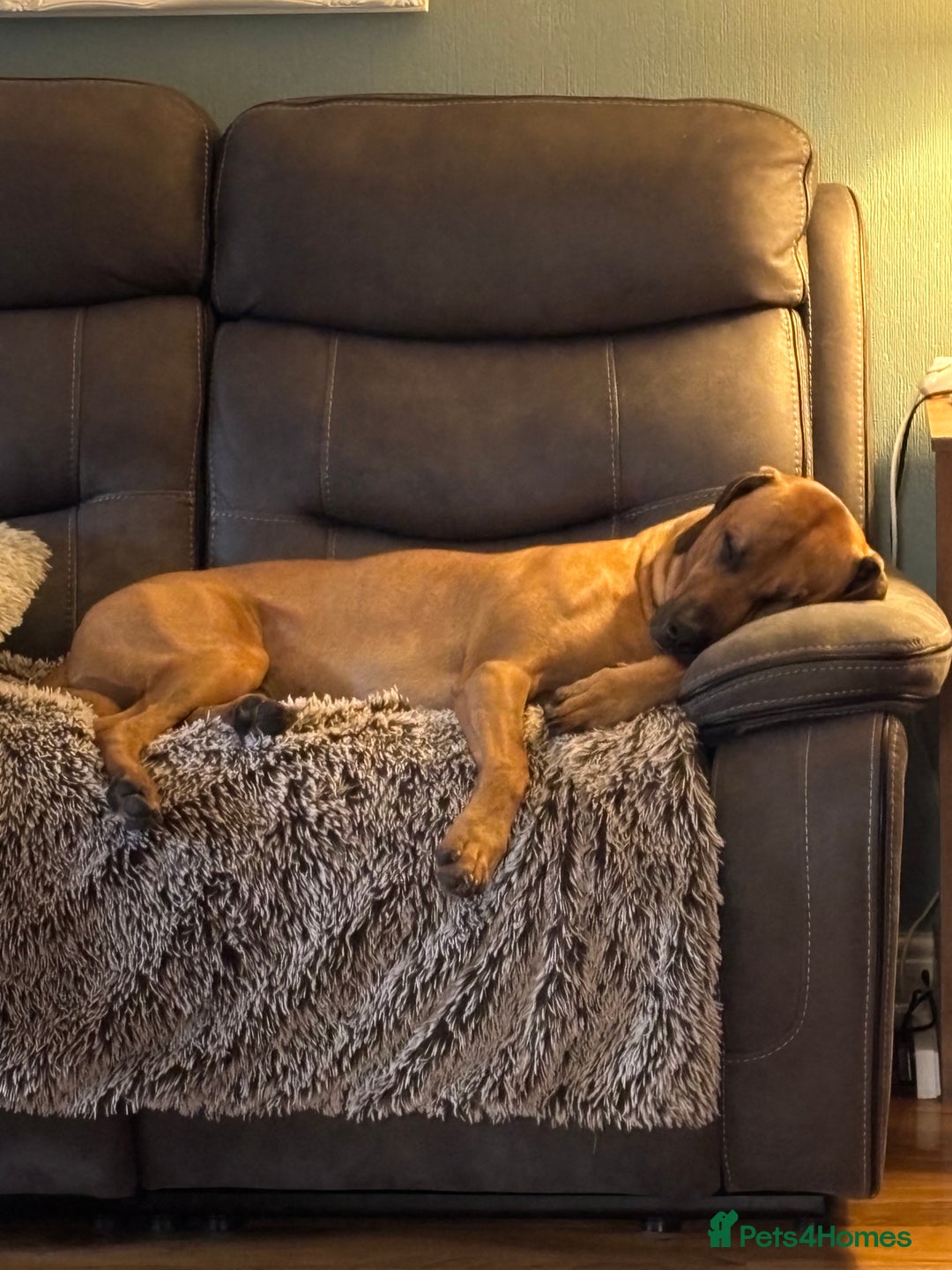 Rhodesian Ridgeback dogs for stud: Rhodesian Ridgeback - Advert 20