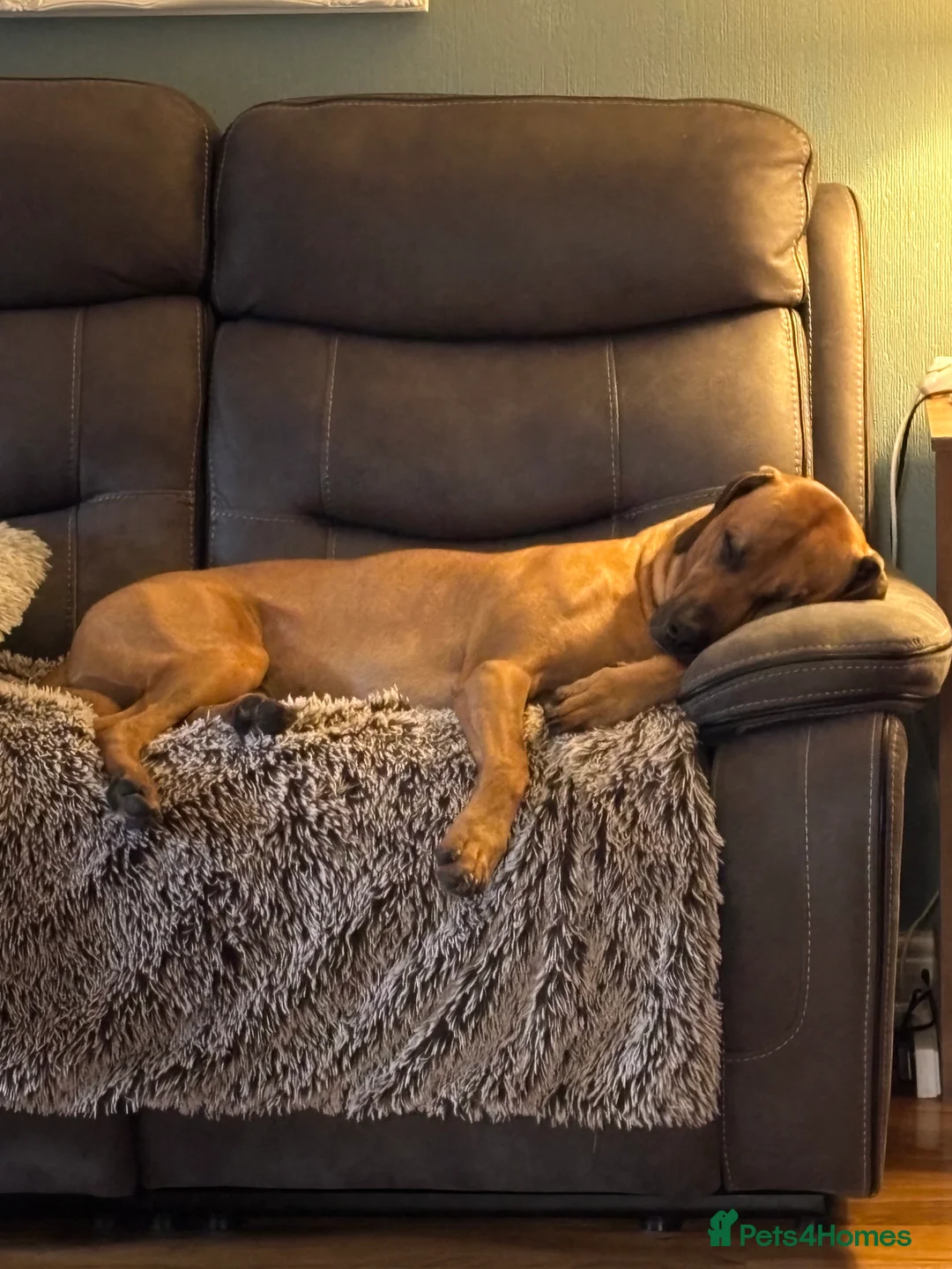 Rhodesian Ridgeback dogs for stud: Rhodesian Ridgeback - Advert 17