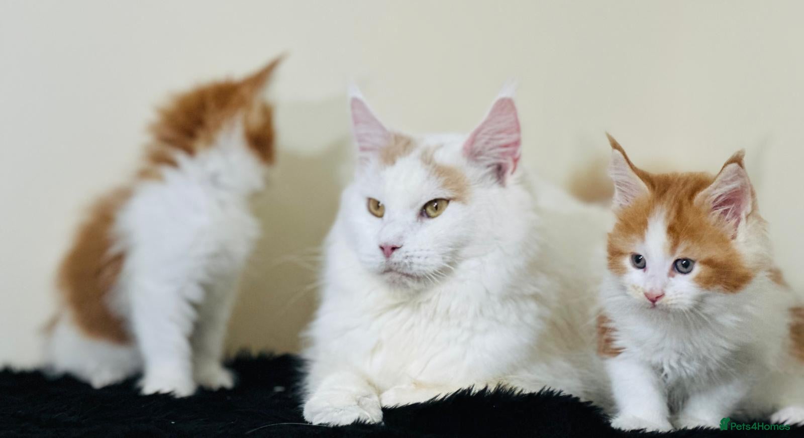 Maine Coon cats Beautiful maine coon kittens - Advert 1