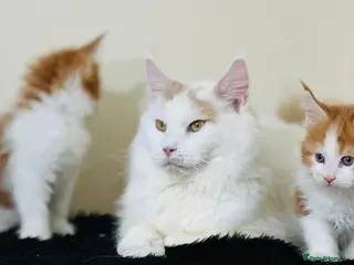 Maine Coon cats Ready for home pure bred maine coon kittens - Advert 10