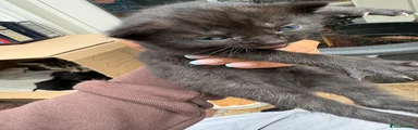 Brown and black tabby 