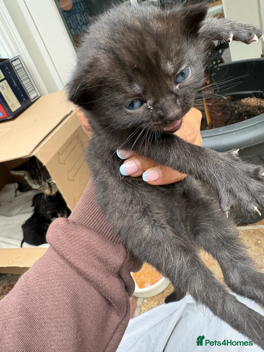 Mixed Breed cats for sale: 5 adorable kittens looking for loving homes - Advert 2