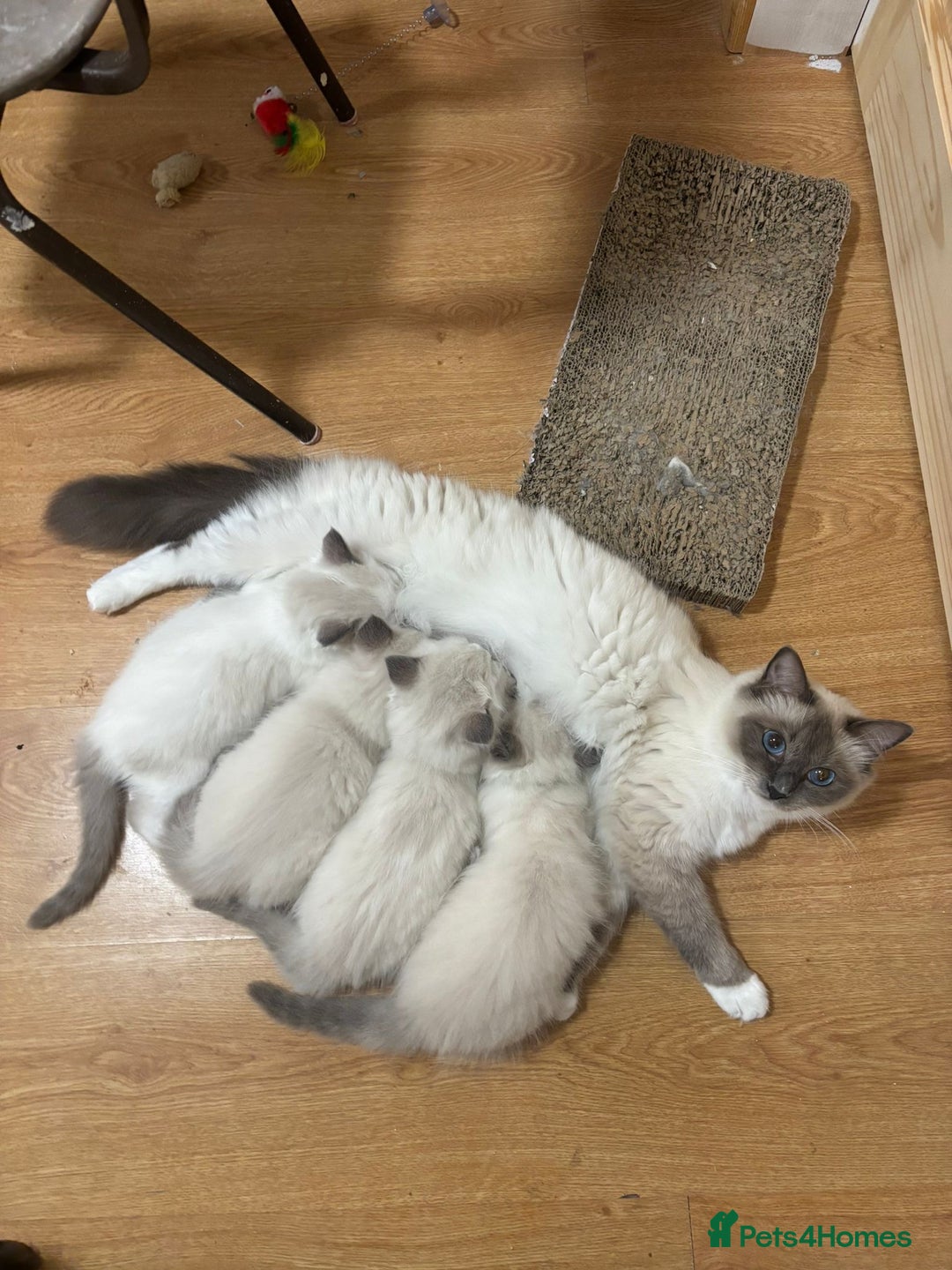 Ragdoll cats for sale: RAGDOLL BLUEPOINT/BICOLOR FOR SALE!!! - Image 2