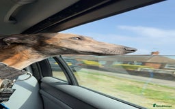 Lurcher dogs for sale: Dougie - 2yr Old Lurcher - Image 5