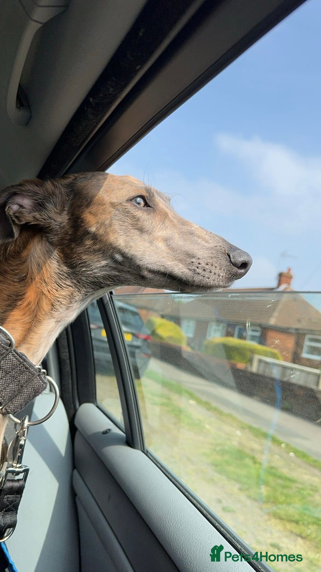 Lurcher dogs for sale: Dougie - 2yr Old Lurcher - Image 5