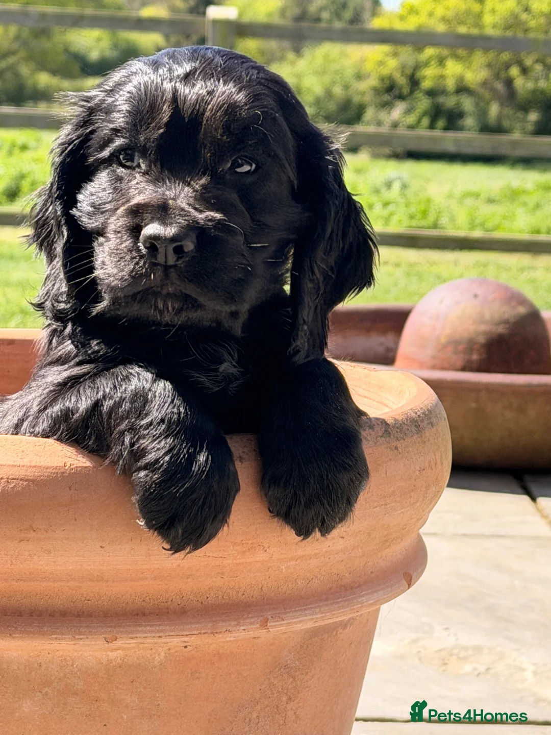Cocker Spaniel dogs for sale: Working cocker spaniel puppies - Advert 20