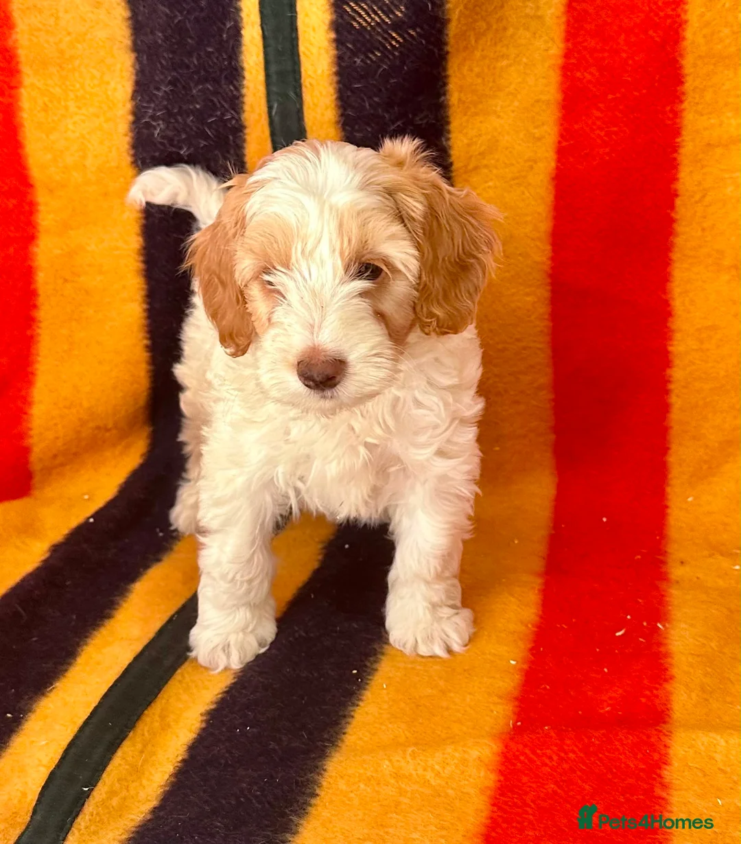 Jackapoo dogs for sale: Beautiful Jackapoo Puppies – Ready Now - Advert 10