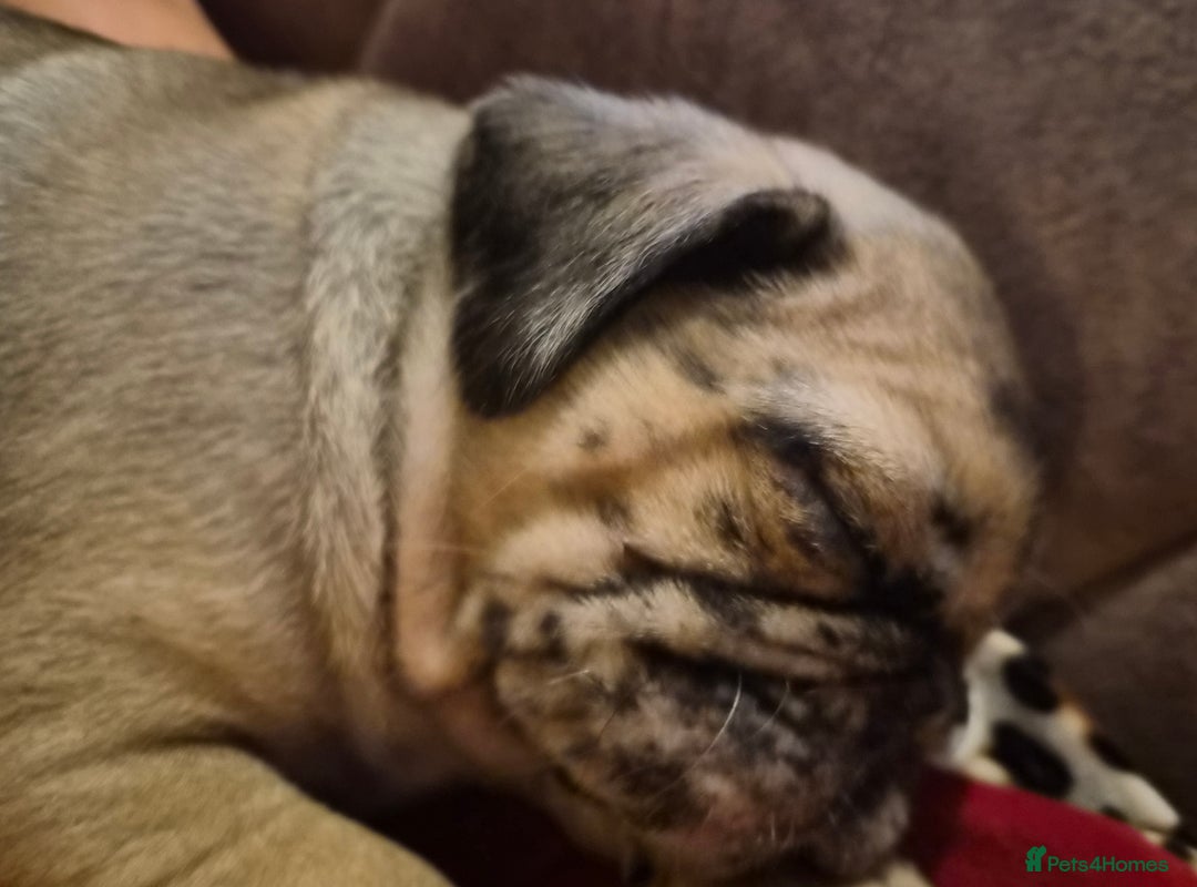 Pug dogs for sale: PUG PUPPIES! READY NOW - Advert 5