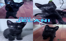 Mixed Breed cats for sale: READY NOW - 1/4 Maine Coon Kittens - Image 2