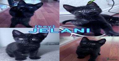Mixed Breed cats - Advert 16
