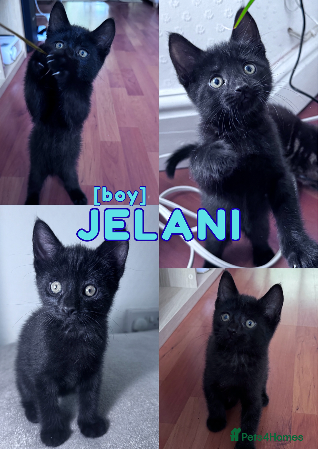 Mixed Breed cats for sale: READY NOW - 1/4 Maine Coon Kittens - Image 2