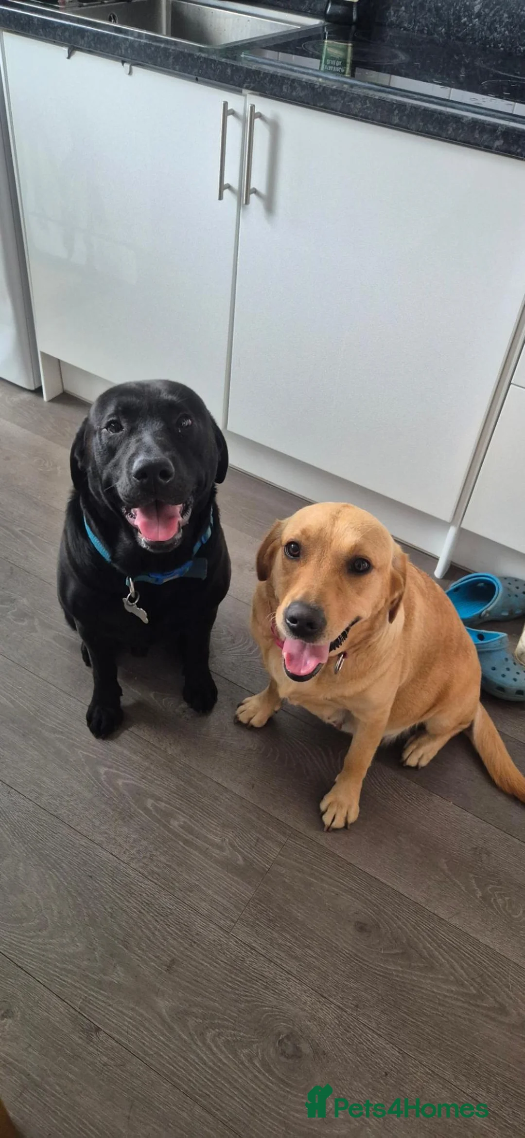 Labrador Retriever dogs for sale: Labrador puppies 🐶  - Advert 1