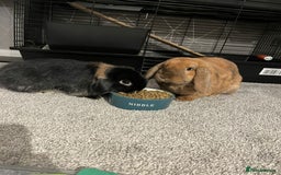 Mini Lop rabbits for sale: 2 Mini Lops For Sale  - Image 1