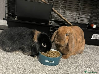 Mini Lop rabbits for sale - Advert 1