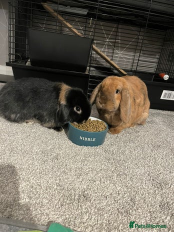Mini Lop rabbits - Advert 1