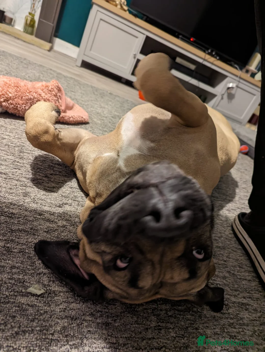 Presa Canario dogs for sale:  5 year old Adult female presa canario - Advert 5