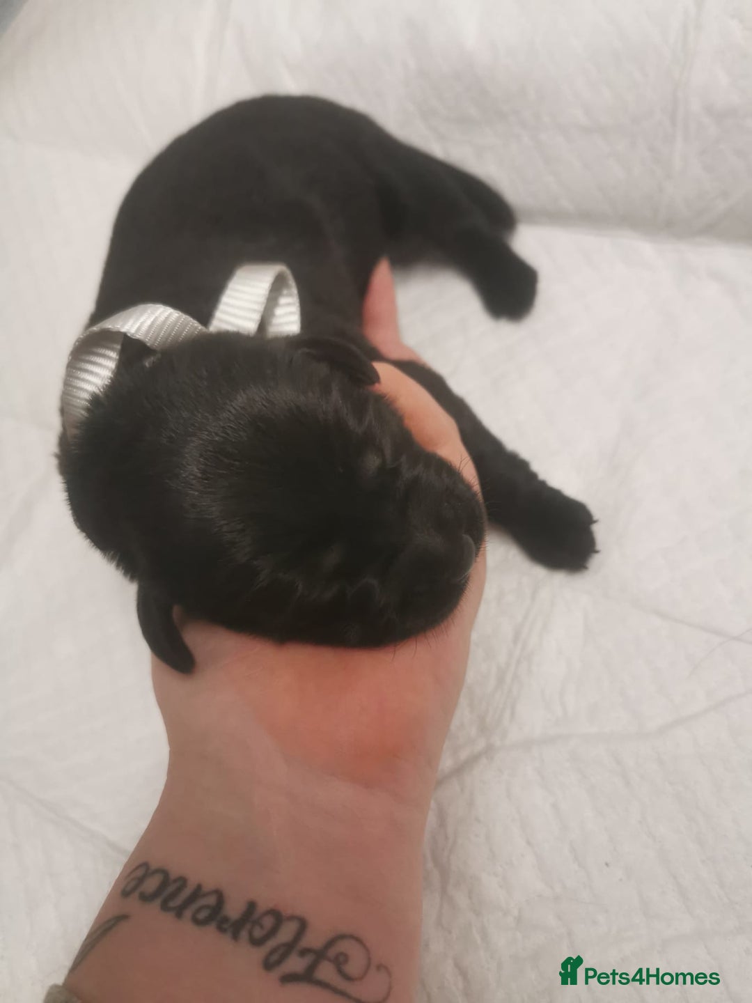 Labrador Retriever dogs for sale: KC Registered Fox Red and Black Labrador Puppies  - Advert 5