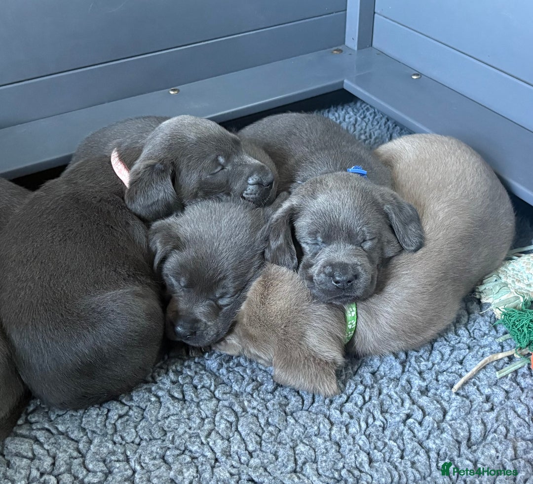 Labrador Retriever dogs for sale: Gorgeous KC Silver & Charcoal Labs - Image 17