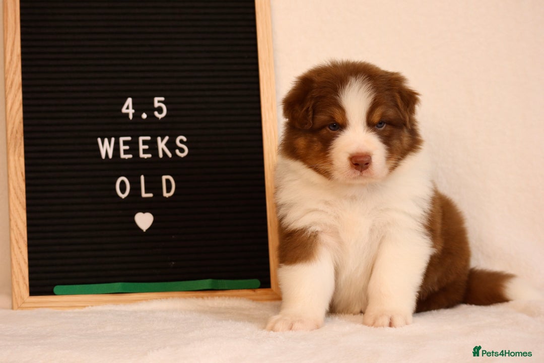 Australian Shepherd dogs for sale: KC Australian Shepherd Puppies  - Image 11