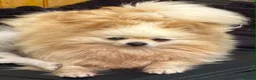 Pomeranian dogs for sale: Beautiful creamy girl  - Advert 2