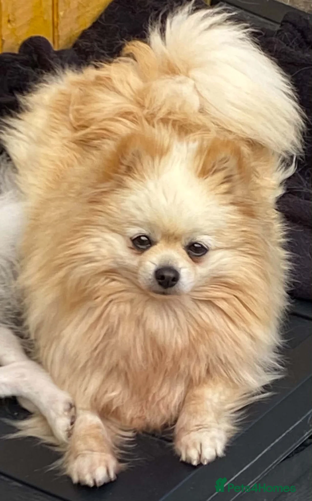Pomeranian dogs for sale: Beautiful creamy girl  - Advert 2