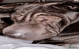 Mixed Breed dogs for sale: Sharpei cross for Rehoming  - Image 4