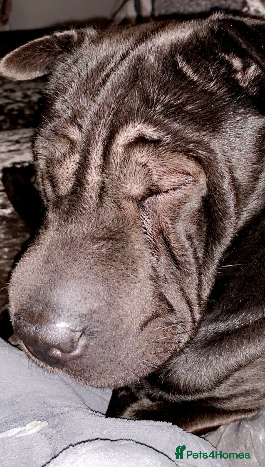 Mixed Breed dogs for sale: Sharpei cross for Rehoming  - Image 4