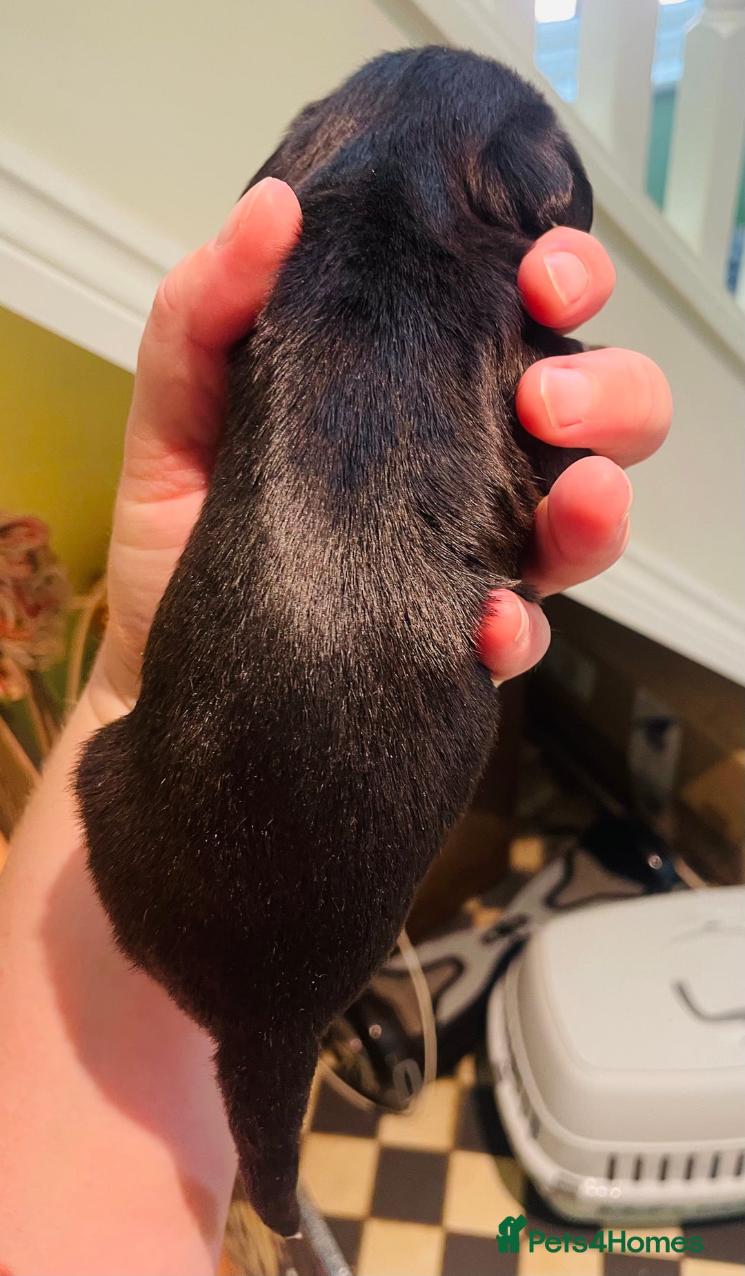 Mixed Breed dogs for sale: Jackapoo puppies for sale - Image 12